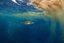 Green sea turtle (Chelonia mydas) swimming away from algal bloom in sea, also called sea sawdust (Trichodesmium erythraeum). Tenerife, Canary Islands.