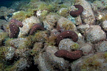 Sea cucumbers (Holothuria sanctori) Tenerife, Canary Islands.