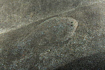Bastard sole (Microchirus azevia) camouflaged on seabed, Canary Islands, Tenerife.