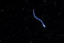 Fish larva (Synodus sp.) zooplankton, Canary Islands. Atlantic ocean.