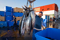 Artisanal and selective fishing for tuna. Albacore (Thunnus alalunga). Arrival at the Port of Los Cristianos, Tenerife. Canary Islands. Atlantic Ocean.