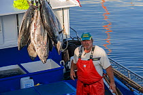Artisanal and selective fishing for tuna. Albacore (Thunnus alalunga) locally called barrilote. Arrival at the Port of Los Cristianos, Tenerife. Sustainable fishing, Canary Islands. Atlantic Ocean, Ma...