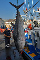Artisanal and selective fishing for Bluefin tuna (Thunnus thynnus). Arrival at the Port of Los Cristianos, Tenerife. Canary Islands. Atlantic Ocean.