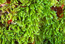 Green algae (Caulerpa webbiana) Tenerife, Canary Islands.