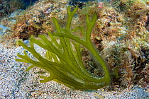 Green algae (Codium sp) Tenerife, Canary Islands.