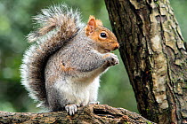Grey squirrel (Sciurus carolinensis) feeding pose, on branch, woodland setting, Bristol, UK. February.