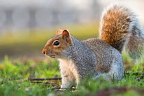 Grey squirrel (Sciurus carolinensis) urban park, Bristol, UK. February.
