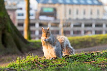 Grey squirrel (Sciurus carolinensis) in feeding pose, urban park, Bristol, UK. February.