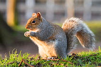 Grey squirrel (Sciurus carolinensis) in feeding pose, urban park, Bristol, UK. February.