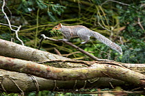 Grey squirrel (Sciurus carolinensis) running on branch carrying nesting material, urban park, Bristol, UK. February.