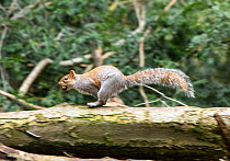 Grey squirrel (Sciurus carolinensis) running along branch carrying nut, urban park, Bristol, UK. February.