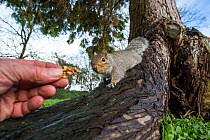 Grey squirrel (Sciurus carolinensis) approaching human hand as it is offered nut, urban park, Bristol, UK. January.