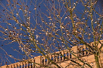 Winter roost of Pied wagtails (Motacilla alba) dusk, shopping centre, Bath, UK. January.