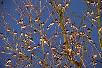 Winter roost of Pied wagtails (Motacilla alba) dusk, shopping centre, Bath, UK. January.