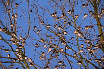Winter roost of Pied wagtails (Motacilla alba) at dusk, shopping centre, Bath, UK. January.