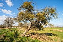 Mistletoe (Viscum album) growing on old Apple tree, (Malus domestica) Beside River Parrett, near Langport, Somerset, UK. March.