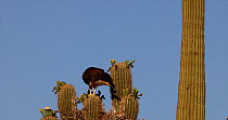 Harris hawk (Parabuteo unicinctus) perched on a Saguaro cactus (Carnegiea gigantea) while preening, Sonoran Desert, Arizona, USA.