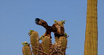 Harris hawk (Parabuteo unicinctus) fledgling, practising flying shortly before leaving the nest in a Saguaro cactus (Carnegiea gigantea), Sonoran Desert, Arizona, USA.