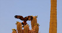 Harris hawk (Parabuteo unicinctus) fledgling, practicing flying shortly before leaving the nest in a Saguaro cactus (Carnegiea gigantea), Sonoran Desert, Arizona, USA.