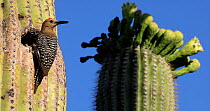 Gila Woodpecker (Melanerpes uropygialis) bringing food to nest in Saguaro cactus (Carnegiea gigantea) before leaving, Sonoran Desert, Arizona, USA.