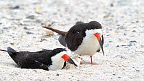 Black Skimmers (Rynchops niger) pair and chick at nest, one adult. Brooding chick, second adult preening then flies off, Long Island, New York, USA, August.