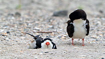 Black Skimmers (Rynchops niger) pair and chick at nest, one adult and chick preening, Long Island, New York, USA.
