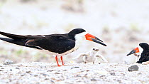 Black Skimmers (Rynchops niger) adult feeding a fish to one of three small chicks on beach, Long Island, New York, USA, August.