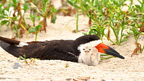 Black Skimmers (Rynchops niger) adult with chick in nest scrape on beach, Long Island, New York, USA, August.