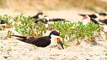 Black Skimmers (Rynchops niger) nesting on beach, adult arrives at nest settles down to brood two chicks, Long Island, New York, USA, August.