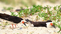 Black Skimmers (Rynchops niger) nesting, one adult feeds a fish to a small chick that emerges from underneath second adult, Long Island, New York USA, August.
