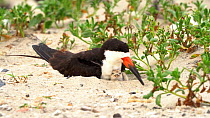 Black Skimmer (Rynchops niger) brooding small chick in nest on beach, Long Island, New York, USA, August.