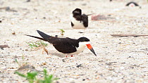 Black Skimmers (Rynchops niger) standing in nest calling to its mate, Long Island, New York, USA, August.