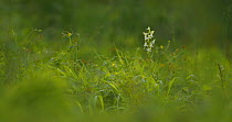 Tilt-up shot revealing Greater butterfly-orchid (Platanthera chlorantha), Wiltshire, UK, June.