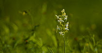 Greater butterfly-orchid (Platanthera chlorantha) Wiltshire, UK, June.