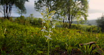 Slider shot of Greater butterfly-orchid (Platanthera chlorantha) flowers, Wiltshire, UK, June.