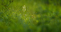 Rack focus to Greater butterfly-orchid (Platanthera chlorantha) Wiltshire, UK, June.