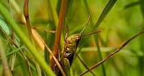 Close up shot of Common green grasshopper (Omocestus viridulus) eating grass before leaving, Somerset, UK, July.