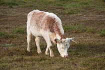 Beef steer grazing on Greenham Common BBOWT Nature Reserve to manage and conserve vegetation and grass, Newbury, Berkshire, England, November
