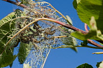 Apple ermine moth (Yponomeuta malinellus) webbing, caterpillars and damage to apple foliage, Berkshire, England, May