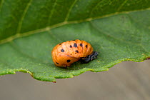 Pupa of a seven-spot ladybird (Coccinella septempunctata) on a leaf, June