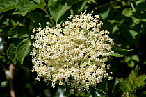 Elder (Sambucus nigra) white flower cluster with leaves on a flowering wild shrub or small tree, Berkshire, England, May