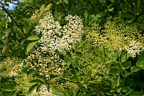 Elder (Sambucus nigra) white flower clusters and young berries with leaves on a flowering wild shrub or small tree, Berkshire, England, May