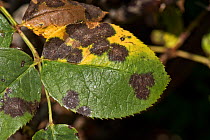 Black spot (Diplocarpon rosae) necrotic dark lesions and chlorosisd on a shrub garden rose (Rosa sp.) leaf, Berkshire, England, May