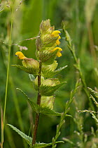 A yellow rattle (Rhinanthus minor) flower spike. A hemi-parasite, herbaceous annual plant. A meadow species for wild flower meadows. Berkshire, England, June