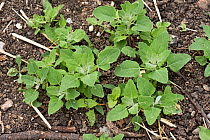Fat hen (Chenopodium album) seedlings and young weed plants self-seeding in soil, Berkshire, England, June