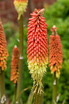 Red hot poker (Knipohofia sp.) ornamental perennial flower spike of red and yellow florets opening from the bottom, Berkshire, England, June