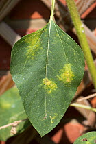 Surface patches on a sunflower leaf caused by two-spotted spider mite (Tetranychus urticae) feeding on the underside of the leaf, Berkshire, England, June