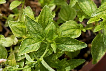 Two-spotted spider mite (Tetranychus urticae) grazing damage to the leaves of a perennial pot plant Nemesia, Berkshire, England, UK, June