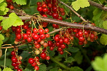 Redcurrant (Ribes rubrum) edible fruit berries on racemes among the leaves on a currant bush, Berkshire, England, June