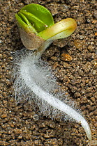 Photomicrograph of a radish seed (Raphanus raphinistrum subsp. sativus) seed germinating with radicle (embryo root) and cotyledons developing